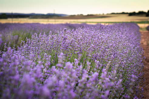 CIAF. Agronomía y Fitoquímica de Plantas Aromáticas y Medicinales. IRIAF
