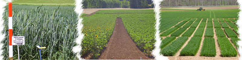 CIAF. Experimentación: Cultivos Herbáceos. IRIAF