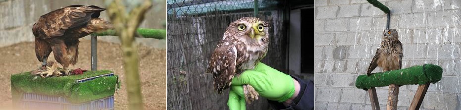 CIAF. Recuperación de Fauna Silvestre. IRIAF