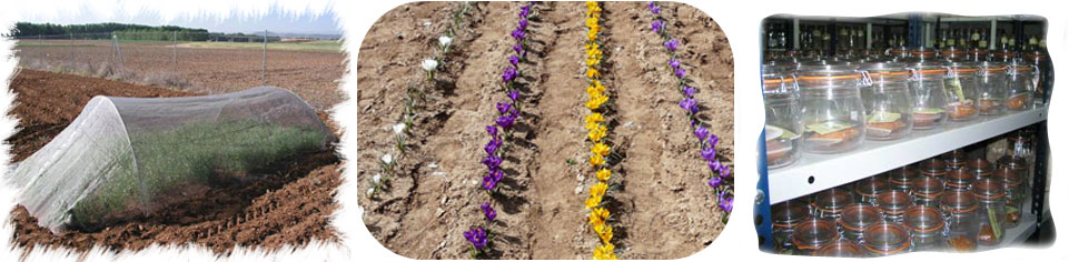 CIAF. Gestión y Conservación de Recursos Fitogenéticos. IRIAF