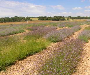 CIAF Albaladejito. Campo de Plantas Aromáticas y Medicinales