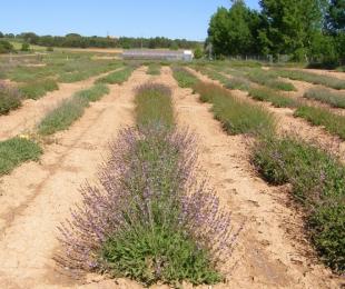 CIAF Albaladejito. Campo de Plantas Aromáticas y Medicinales