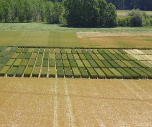 CIAF: Campos de Ensayo