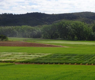 IRIAF. Campos de Ensayo de Cultivos Herbáceos Extensivos