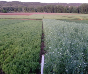 IRIAF. Campos de Ensayo de Cultivos Herbáceos Extensivos. 1
