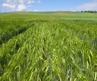 IRIAF. Campos de Ensayo de Cultivos Herbáceos Extensivos. 2