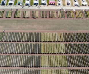 IRIAF. Campos de Ensayo de Cultivos Herbáceos Extensivos. 3