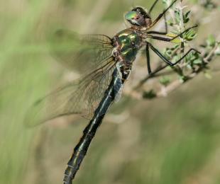 Libélula Oxygastra curtisii