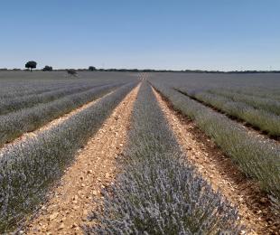 Lavandin. Campos de Cultivo CIAF. IRIAF.1