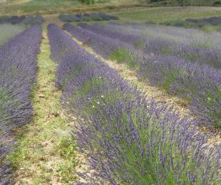 Lavandin. Campos de Cultivo CIAF. IRIAF