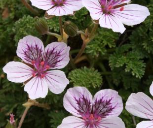 Erodium Glandulosum El Portillo