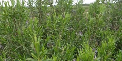 Campos de Ensayo de romero. CIAF Albaladejito