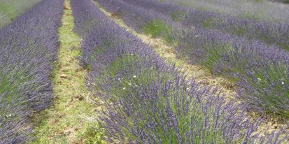 Lavandin. Campos de Cultivo CIAF. IRIAF