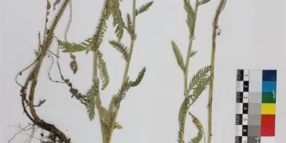 Ejemplar tipo de Achillea x conquensis depositado en el Herbario IRIAF de Albaladejito (Cuenca)