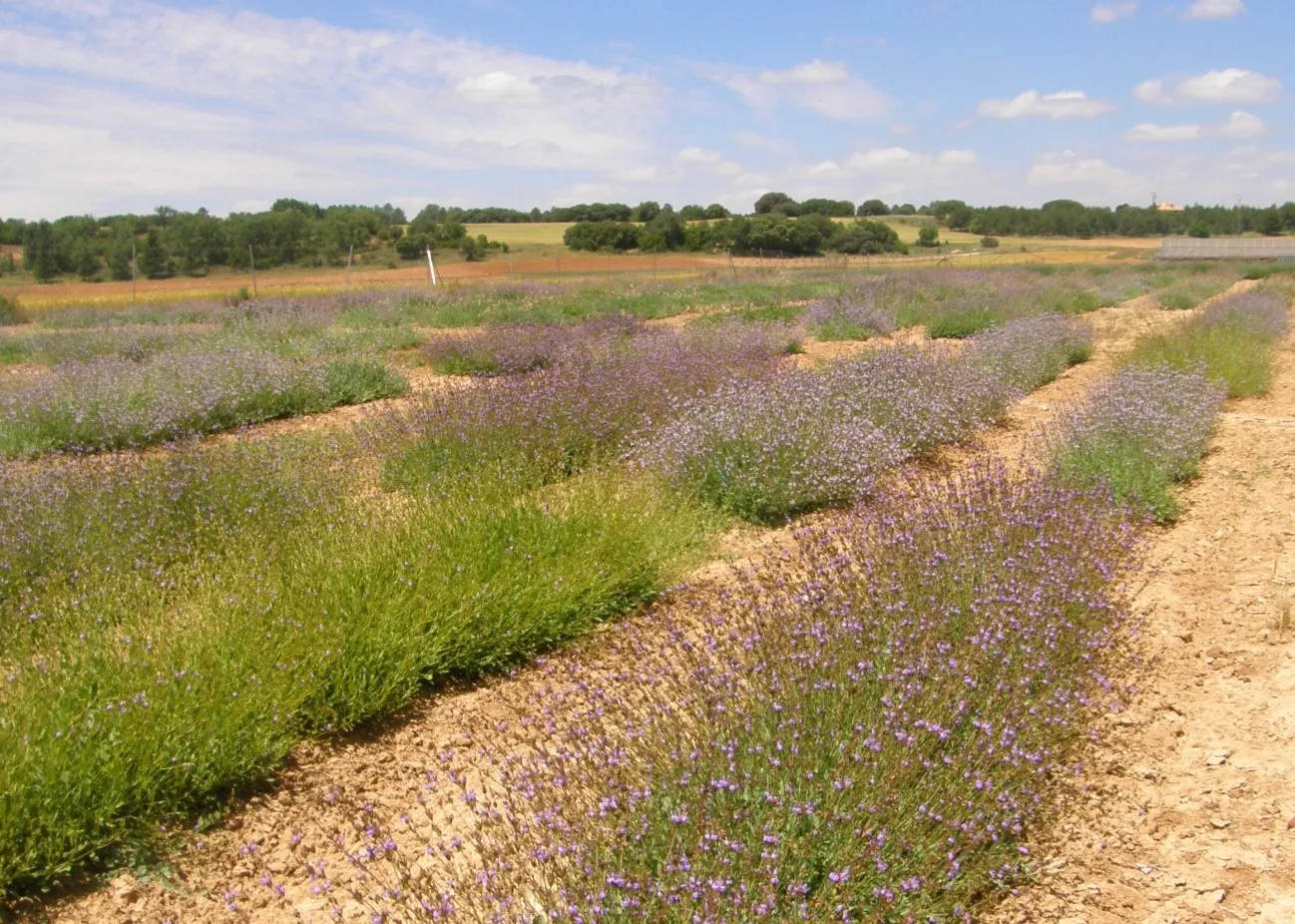 CIAF Albaladejito. Campo de Plantas Aromáticas y Medicinales