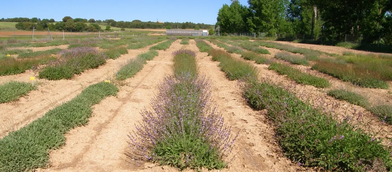 CIAF Albaladejito. Campo de Plantas Aromáticas y Medicinales