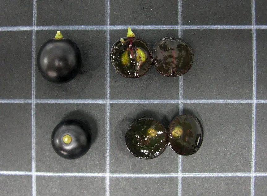 Grano Tinto Fragoso.