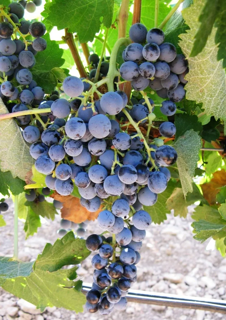 Racimo Tinto Fragoso.