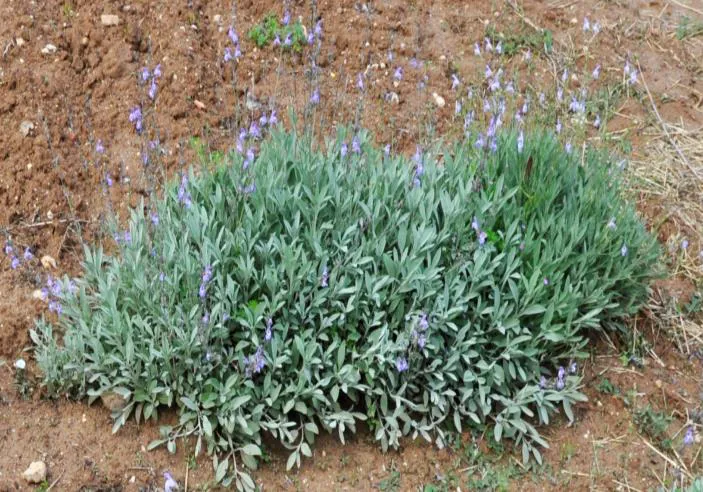 Estudio Salvia Española y sus capacidades biológicas