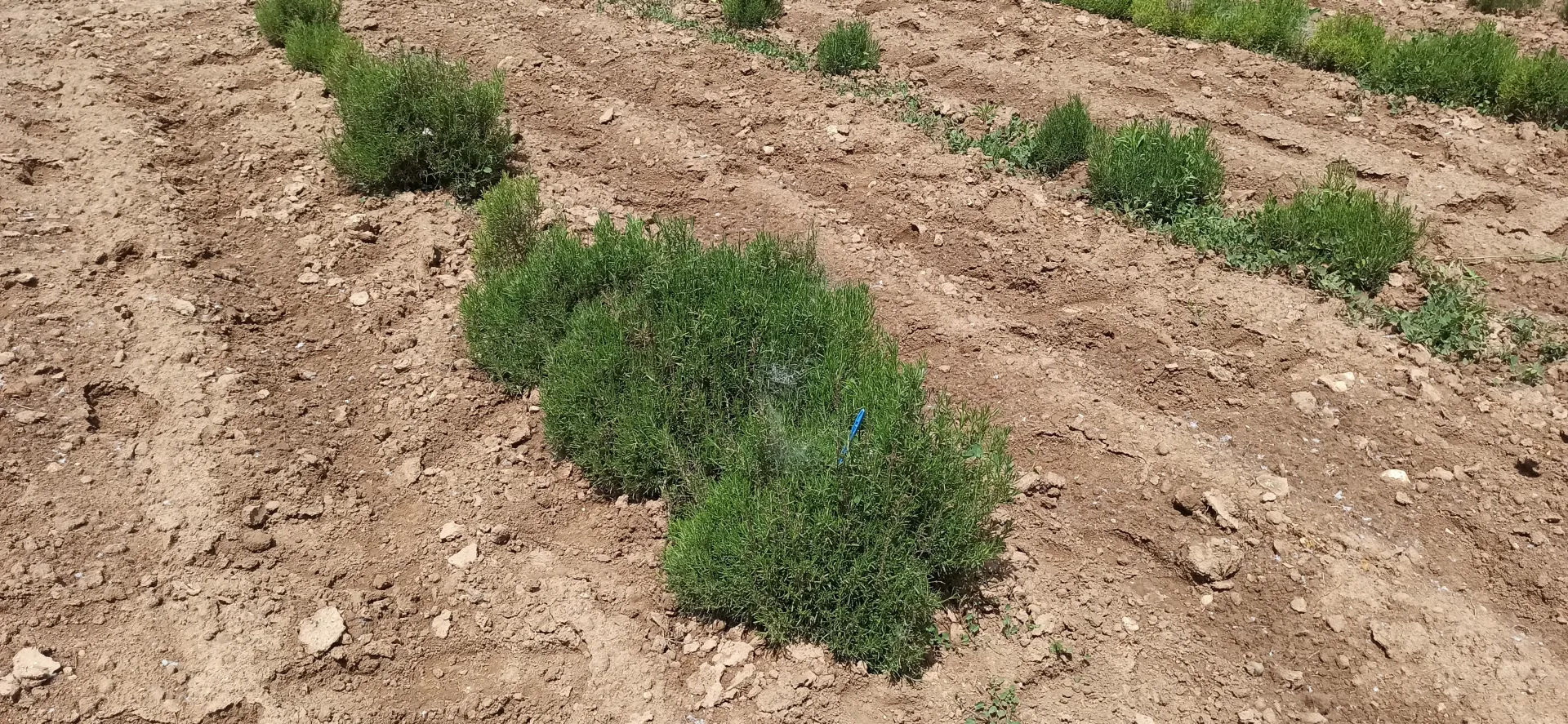 Cultivo de Romero. CIAF. IRIAF